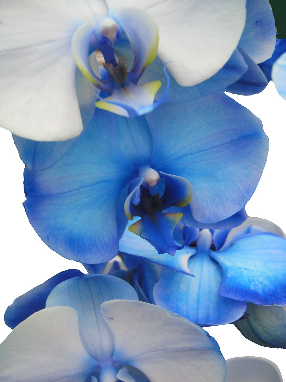 Orchidea Blu E Commerce Di Sitiwebit Com